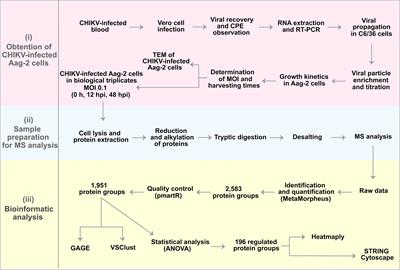 Aedes aegypti Aag-2 Cell Proteome Modulation in Response to Chikungunya Virus Infection